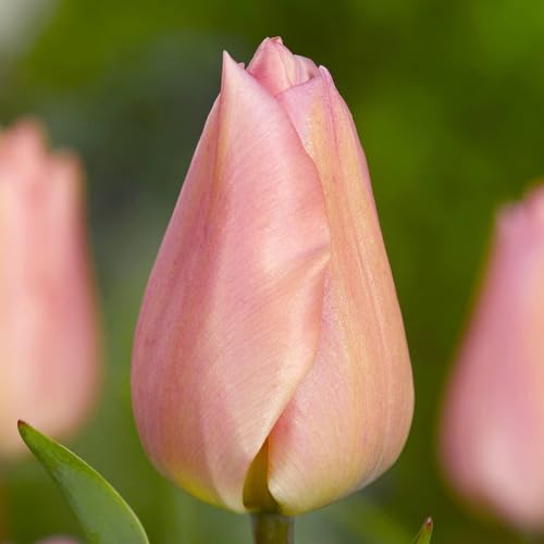 Thumbnail 2 de Tulipanes Riesen Darwin 25 bulbos