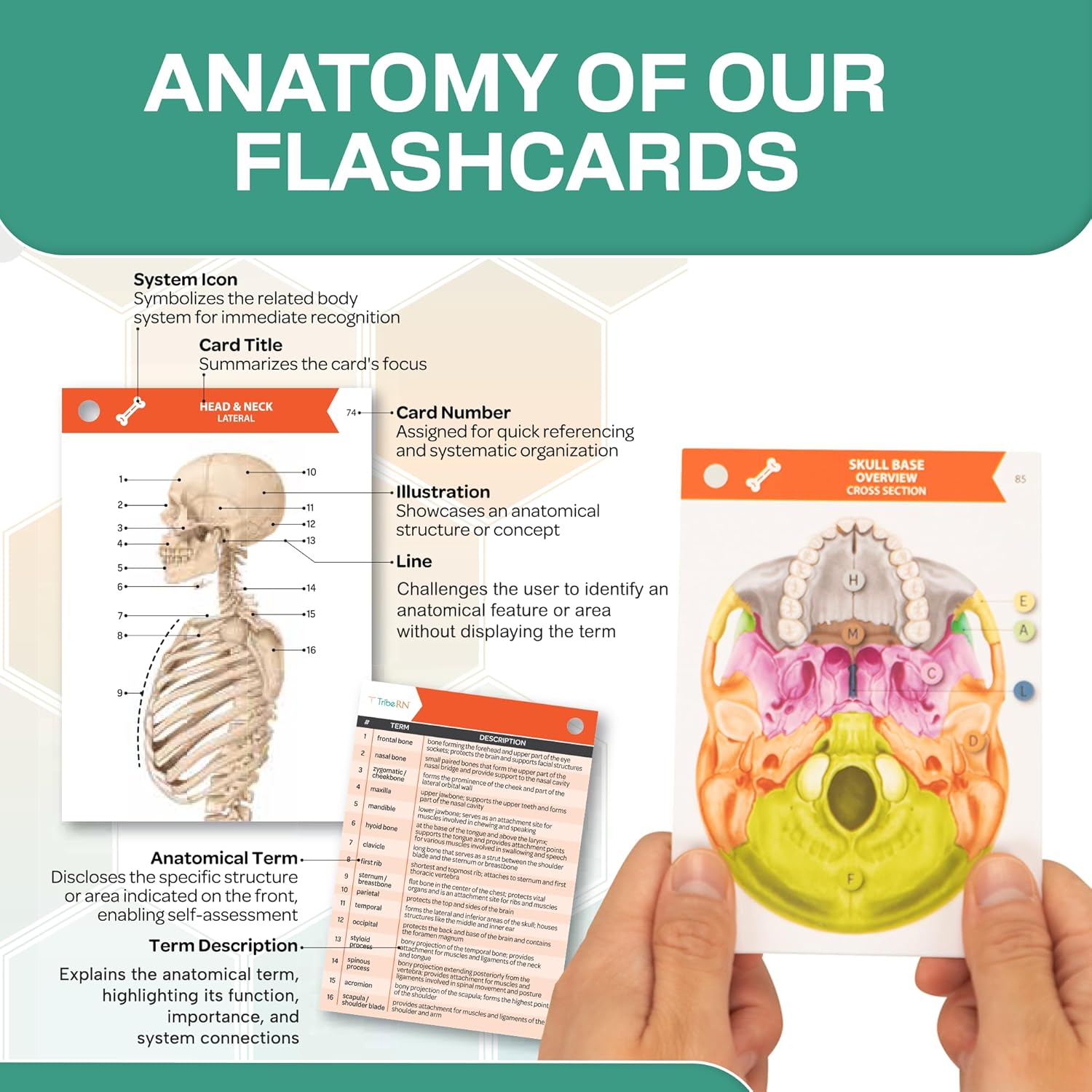 Thumbnail 6 de TribeRN Anatomy & Physiology Flash Cards (320 Study Resources) for Nursing and Pre-Med Exams