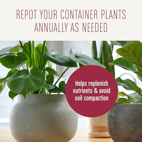 Thumbnail 11 de Miracle-Gro Houseplant Potting Mix, 4 qt: A practical indoor soil for thriving tropical plants