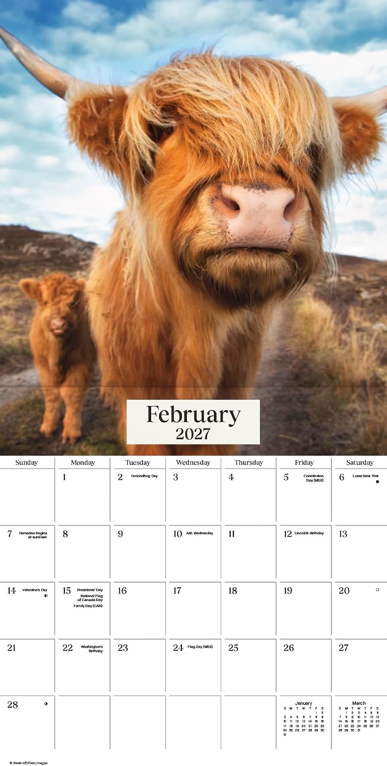 Detalle de 2027 Highland Cows Wall Calendar, 12" x 12" with 13 Images