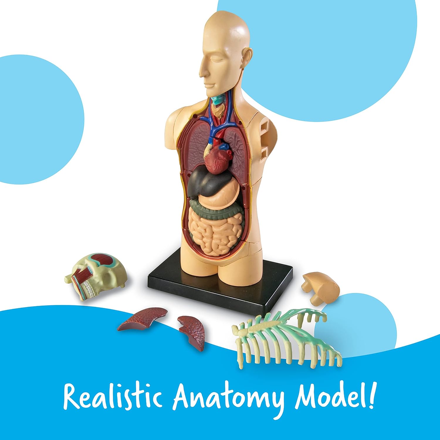 Detalle 2 de Learning Resources Modelo Anatómico Cuerpo Humano 🧠 31 Pzs, Infantil