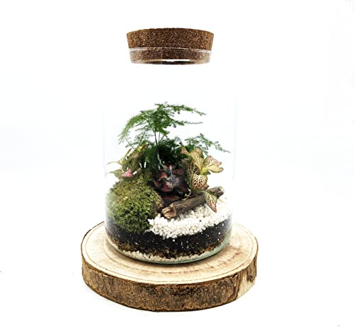 Detalle de Generic DIY Tall Light-Up Closed Terrarium Kit, 17cm x 25cm, LED