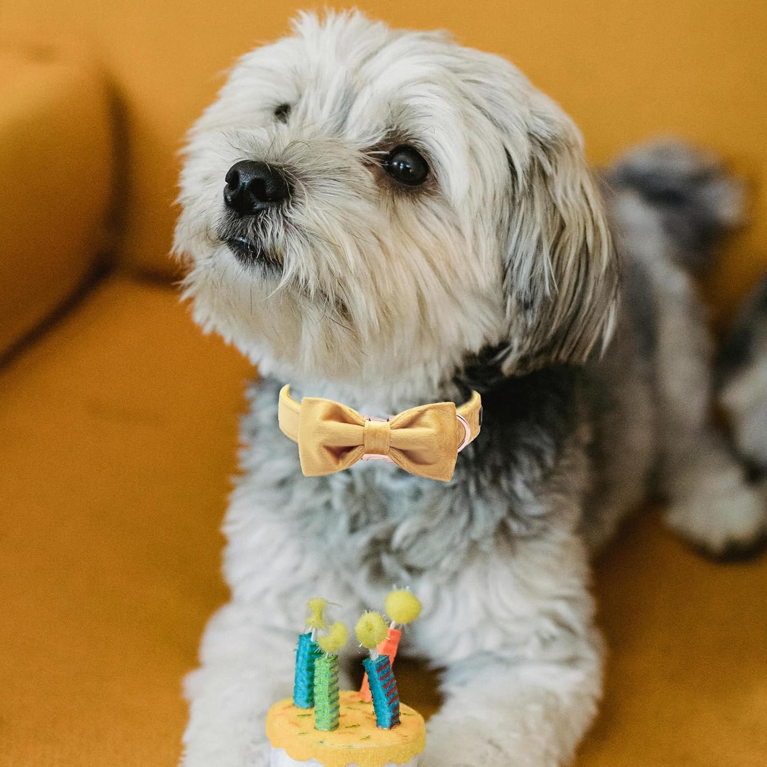 Thumbnail 4 de ARING PET Velvet Dog Collar-Bowtie set (soft velvet collar with bow) – collar size S