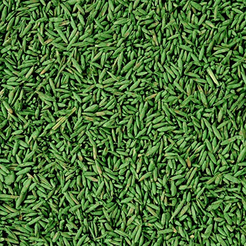 Thumbnail 7 de COMPO SEMI Prato in Ombra, Miscela Speciale: semi ricoperti per prato verde in zone d’ombra (1 kg)