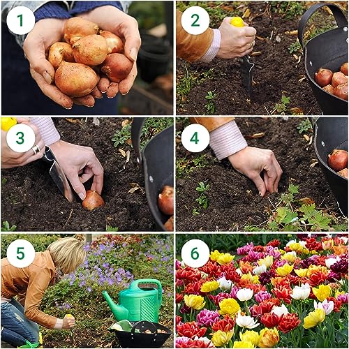Thumbnail 8 de DUTCH BULBS EXCLUSIVE PLANTS FROM HOLLAND bulbi di tulipano, confezione da 50