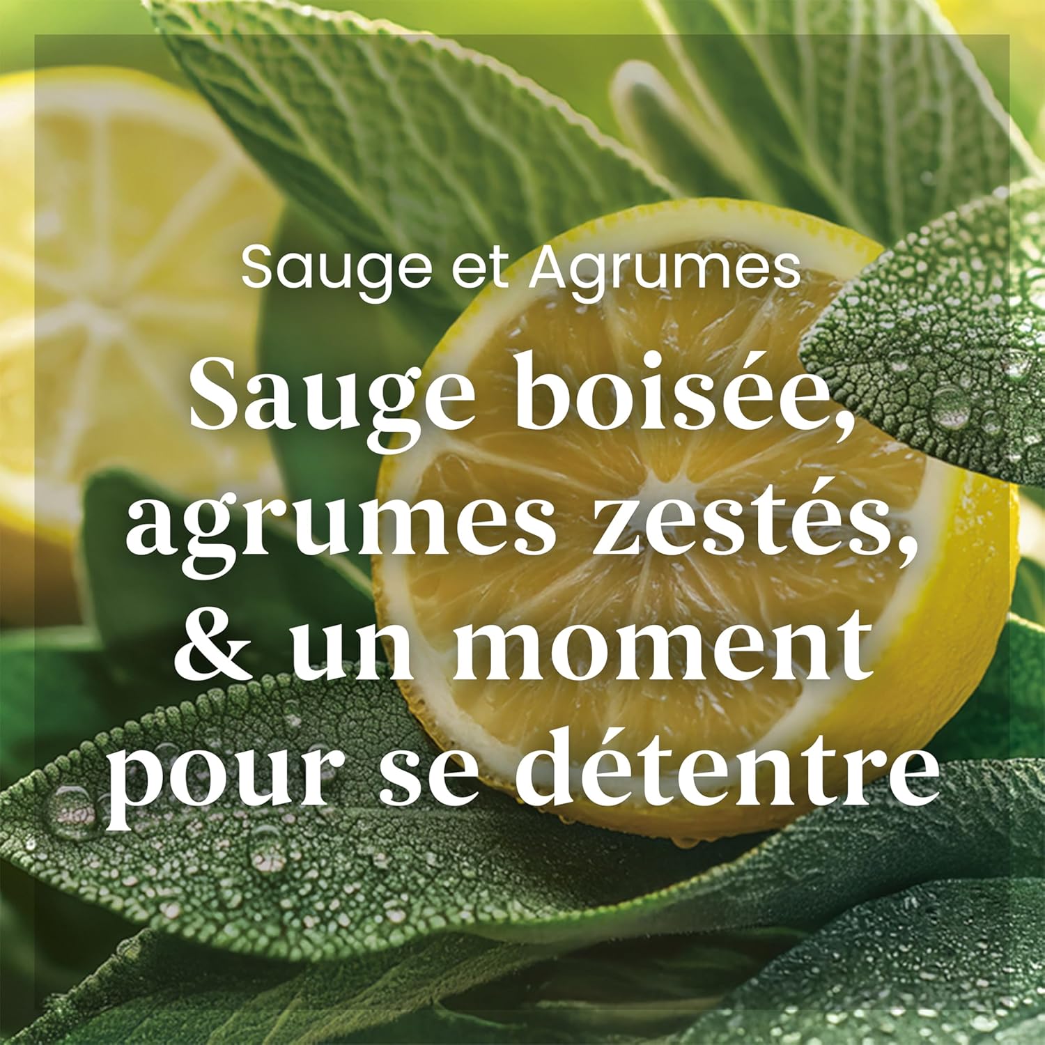 Thumbnail 1 de Yankee Candle Bougie parfumée Sauge & Agrumes Grand Pot – longue durée, 150 heures