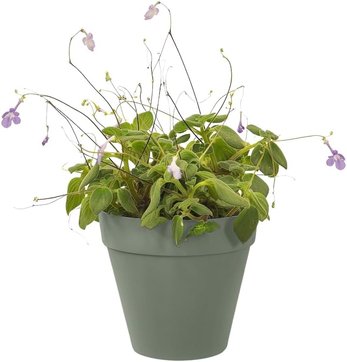 Thumbnail 6 de Elho Loft Urban Green Wall Pot 15 - Macetero Exterior