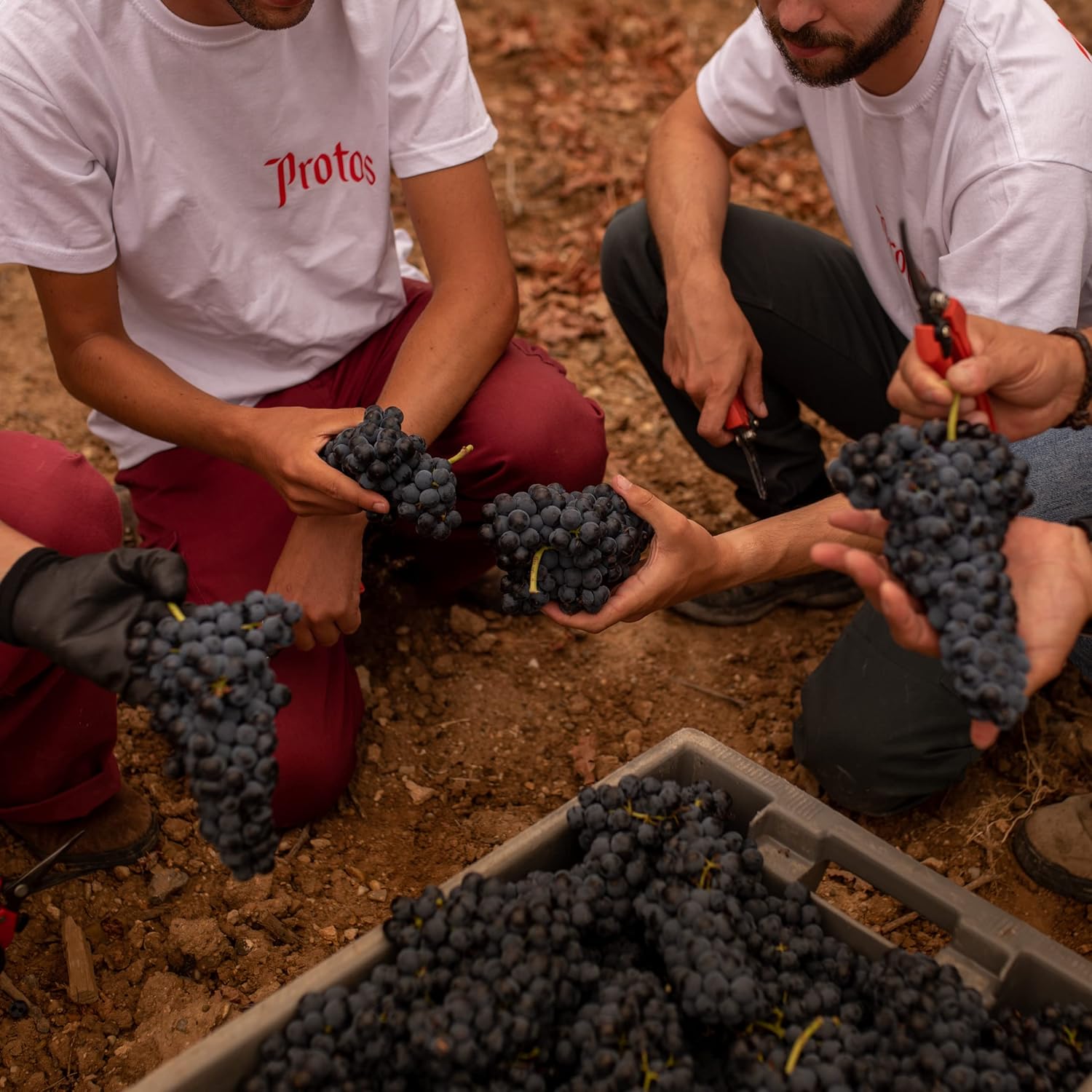Thumbnail 4 de Protos Crianza Estuche 2 Botellas de Vino Tinto 🍷