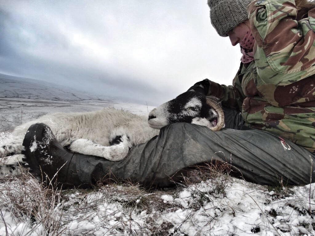 Thumbnail 2 de DUNLOP Purofort Thermo Stivale antinfortunistico -50°C 🥾