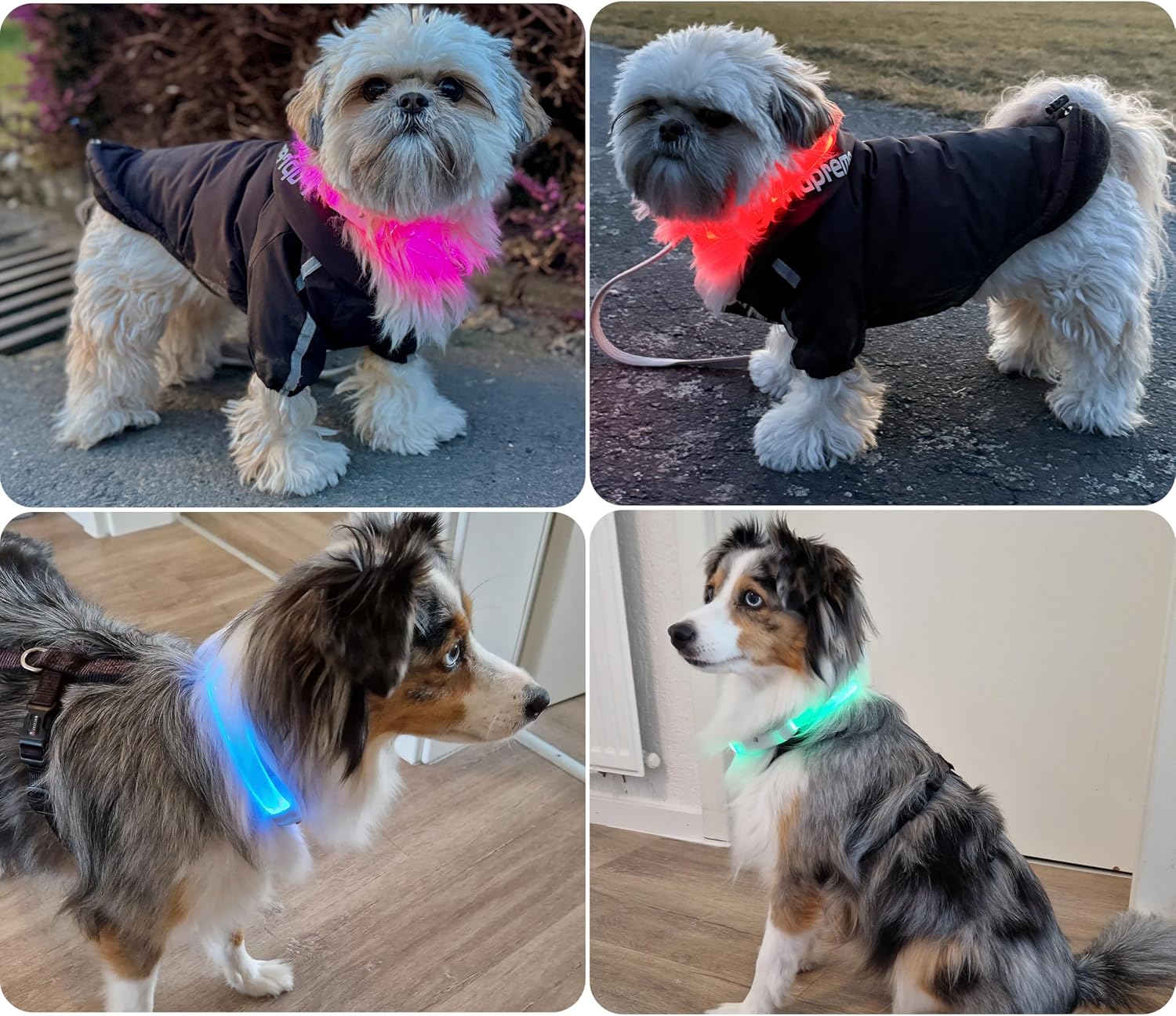 Thumbnail 2 de PAJ Light Collier lumineux pour chien 20–70 cm
