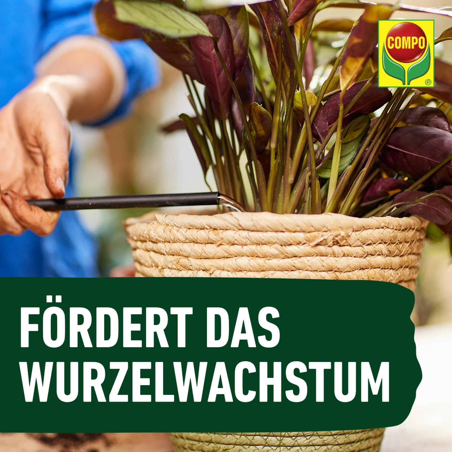 Thumbnail 6 de COMPO Grünpflanzen- und Palmendünger Spezial-Flüssigdünger, 1 Liter – Zimmer-, Balkon- und Terrassenpflanzen
