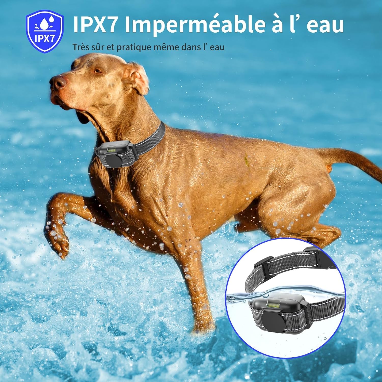 Detalle 2 de Collier Dressage Chien avec Télécommande – Le Plus Petit et Léger, Étanche IPX7, pour Chiots et Grands Chiens