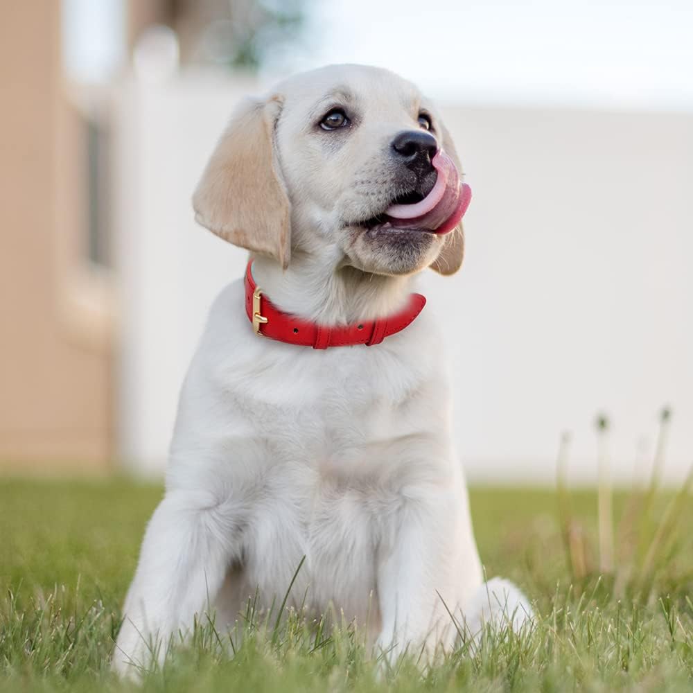 Detalle 2 de Ohmywor Red Leather Dog Collar – Classic Genuine Leather with Padded Comfort and Dual D-Rings