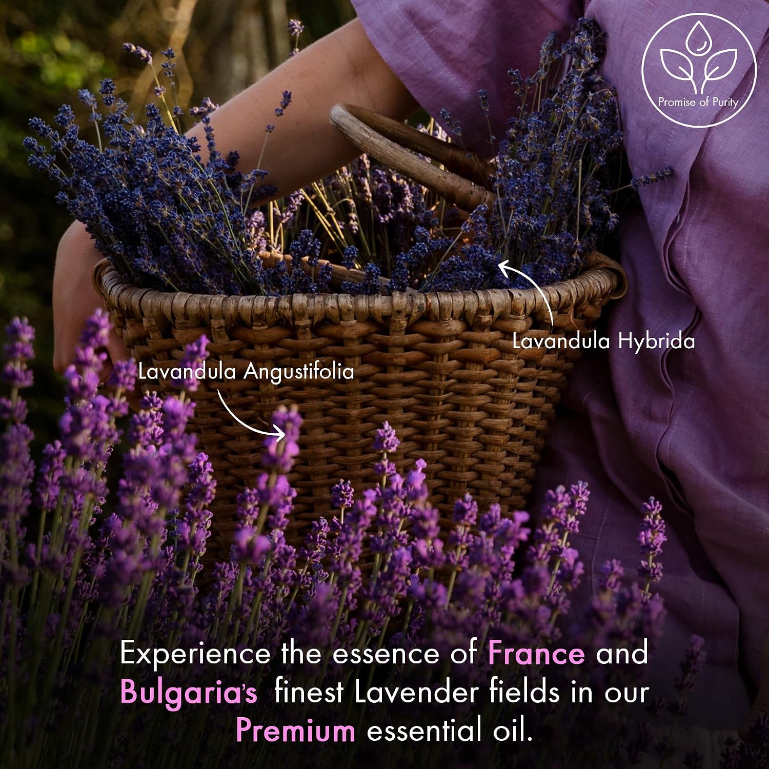 Detalle de Majestic Pure Lavender Essential Oil with Glass Dropper – 8 Fl Oz (2 x 4 Fl Oz) 100% Pure Lavender Oil