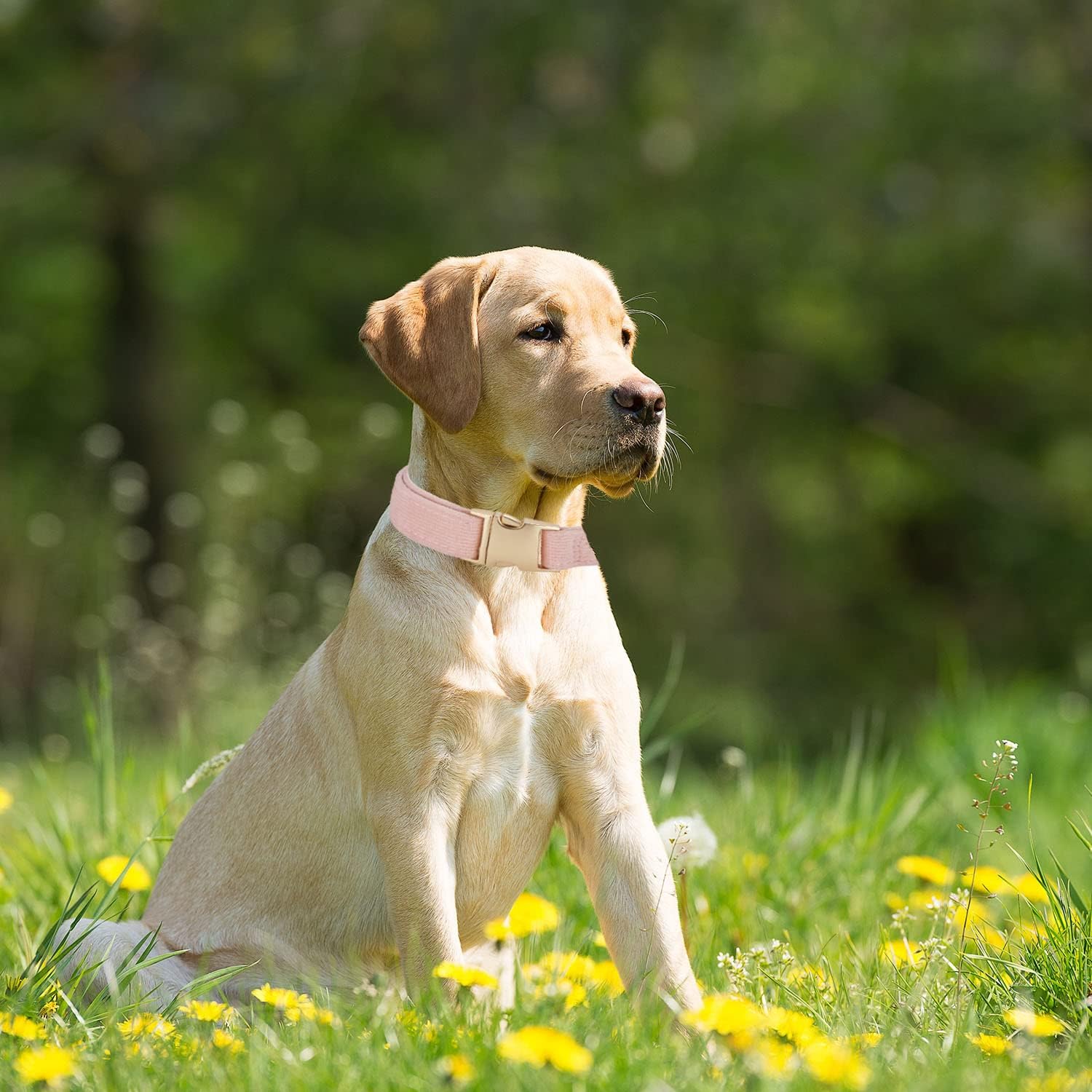 Detalle de Petiry Soft Dog Collar with Safety Metal Buckle — Adjustable Velvet Corduroy for Large Dogs (40-66cm) in Baby Pink