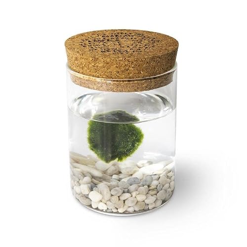 Detalle de KAKI Marimo originale in vaso di vetro con tappo in sughero – artigianale, Made in Italy
