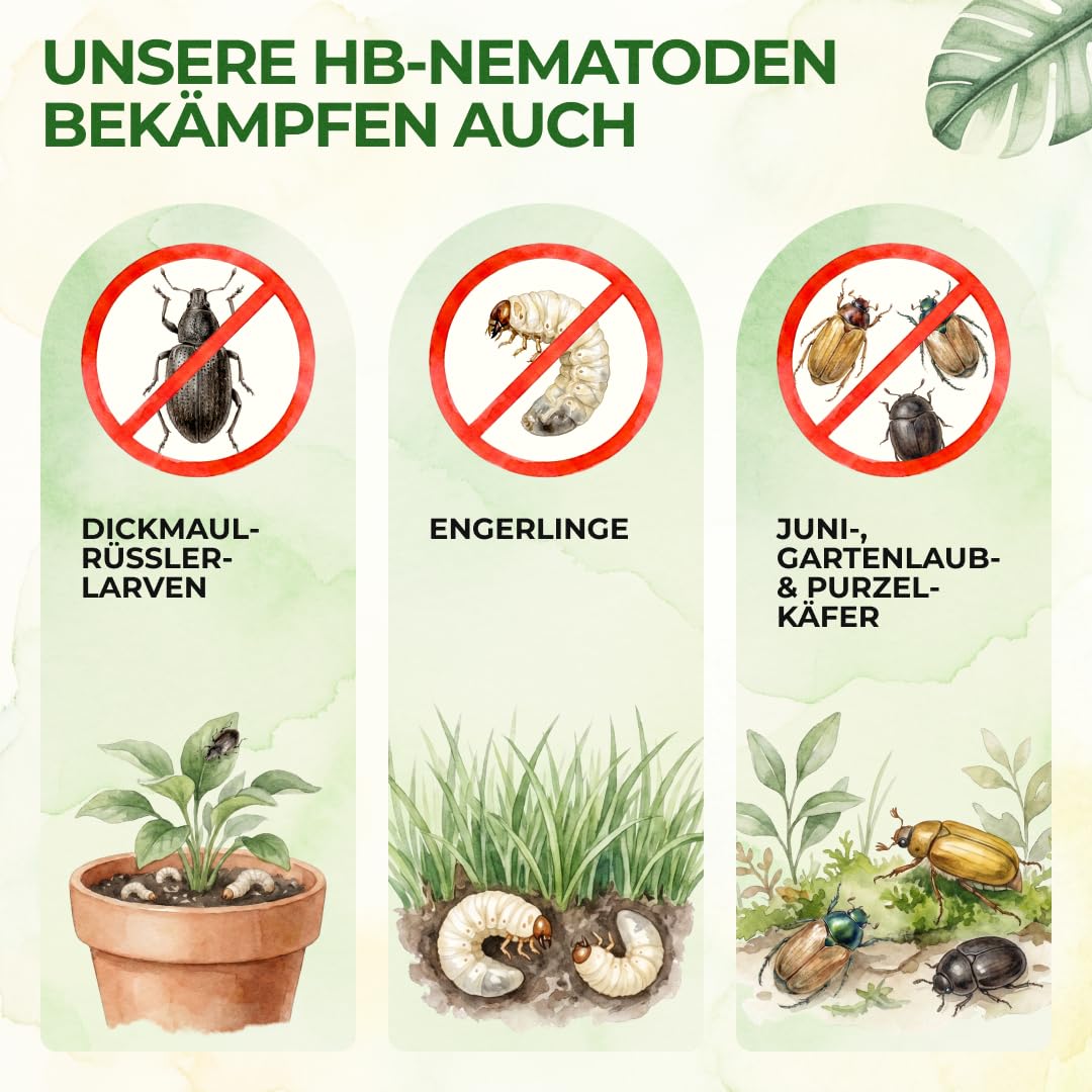 Detalle de GREEN GUARDIA Power HB-Nematoden gegen Dickmaulrüssler & Engerlinge – 250 Mio. (500m²) – Biologische Schädlingsbekämpfung, umweltfreundlich, chemiefrei