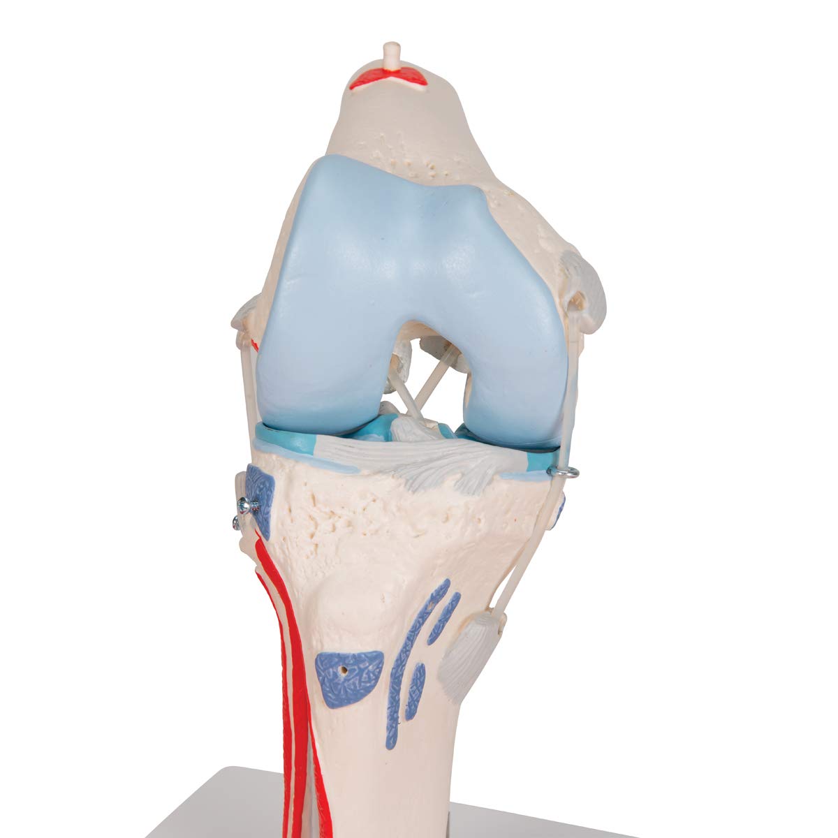 Thumbnail 10 de Modelo Anatómico Rodilla Humano 3B Scientific A882 🦵 con Músculos Desmontables