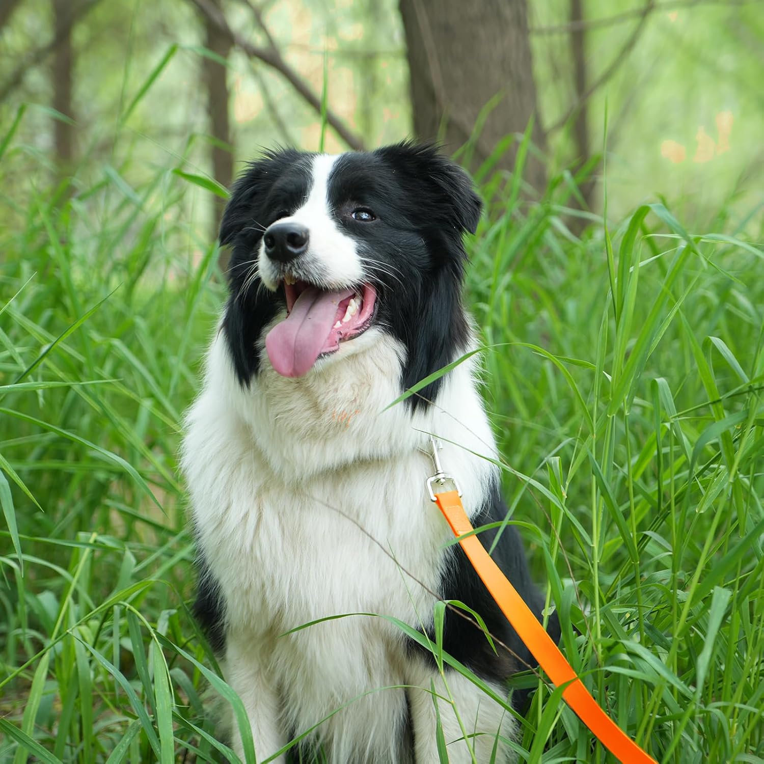 Detalle de X XBEN Waterproof Training Lead for Dogs (5M/16FT) – rubberised long line with padded handle for recall & obedience