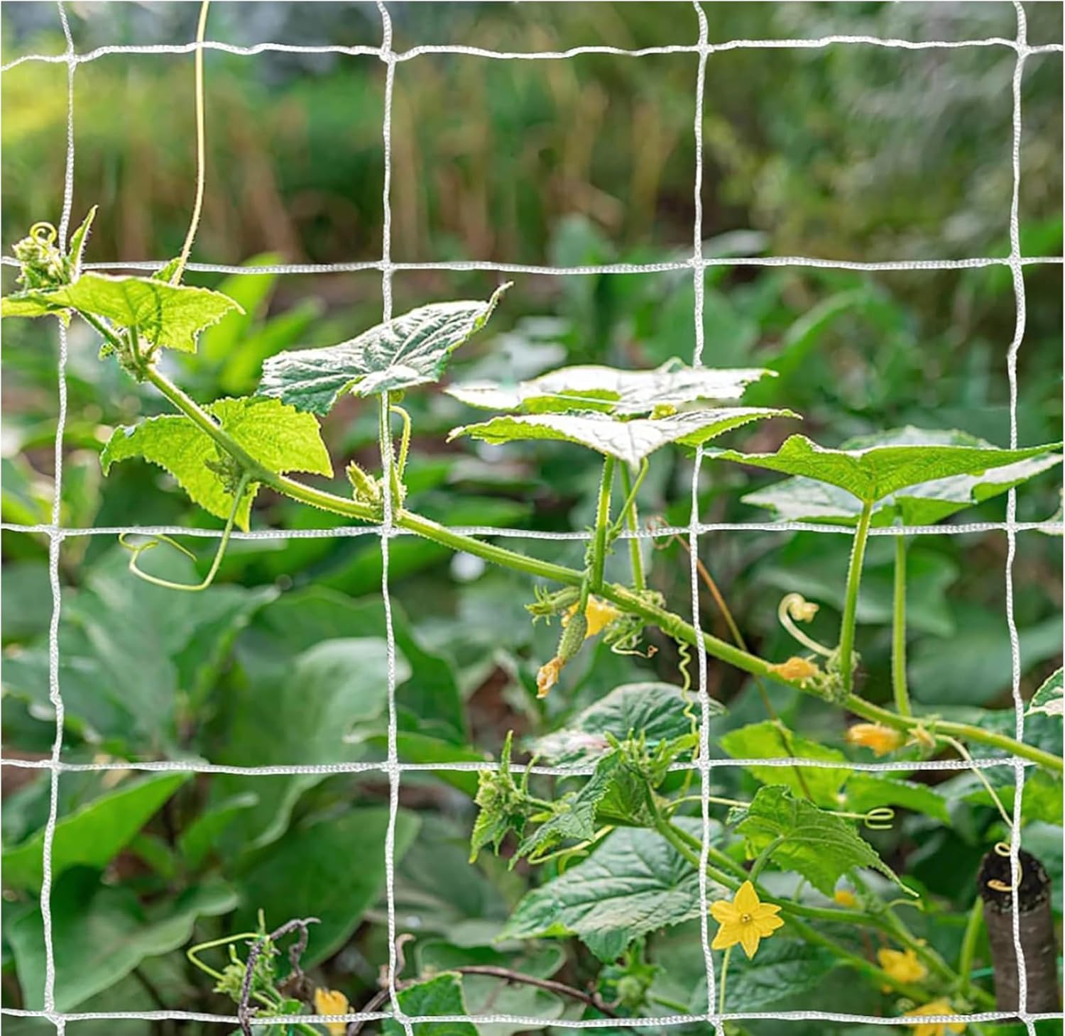 Detalle 2 de OLDMACDONALD Trellis Netting 5ft x 350ft