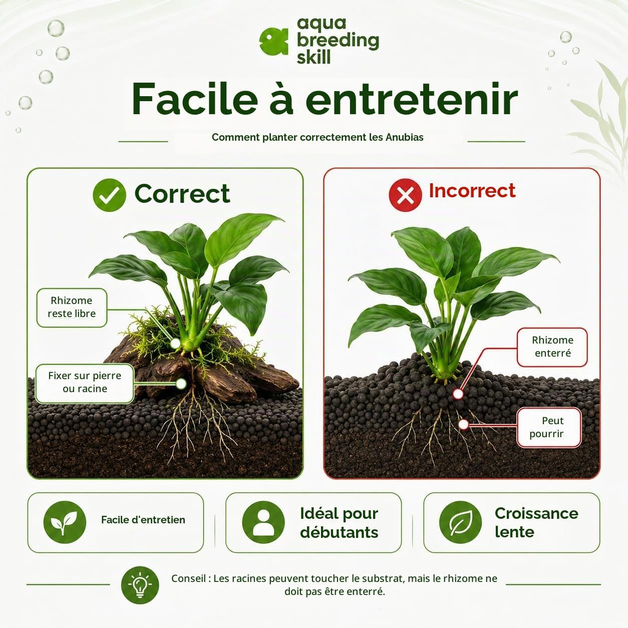Thumbnail 3 de Aqua Breeding Skill Anubias-set voor aquarium, 3 levende planten in verschillende formaten