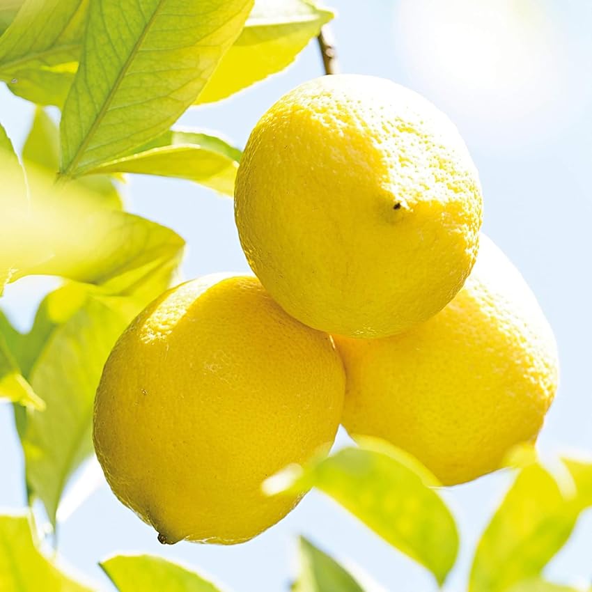 Detalle 2 de Weleda Aceite Corporal Refrescante Citrus 100 ml
