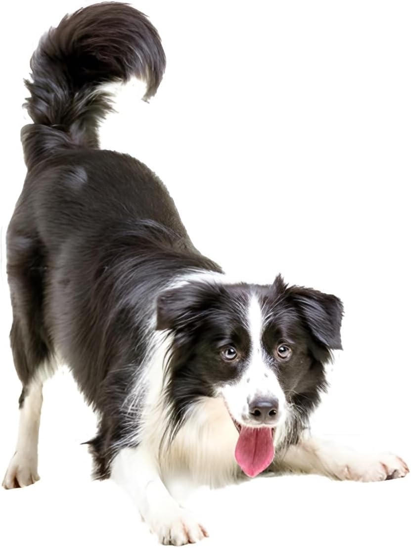 Border Collie Aufkleber 15 cm Reflektierend