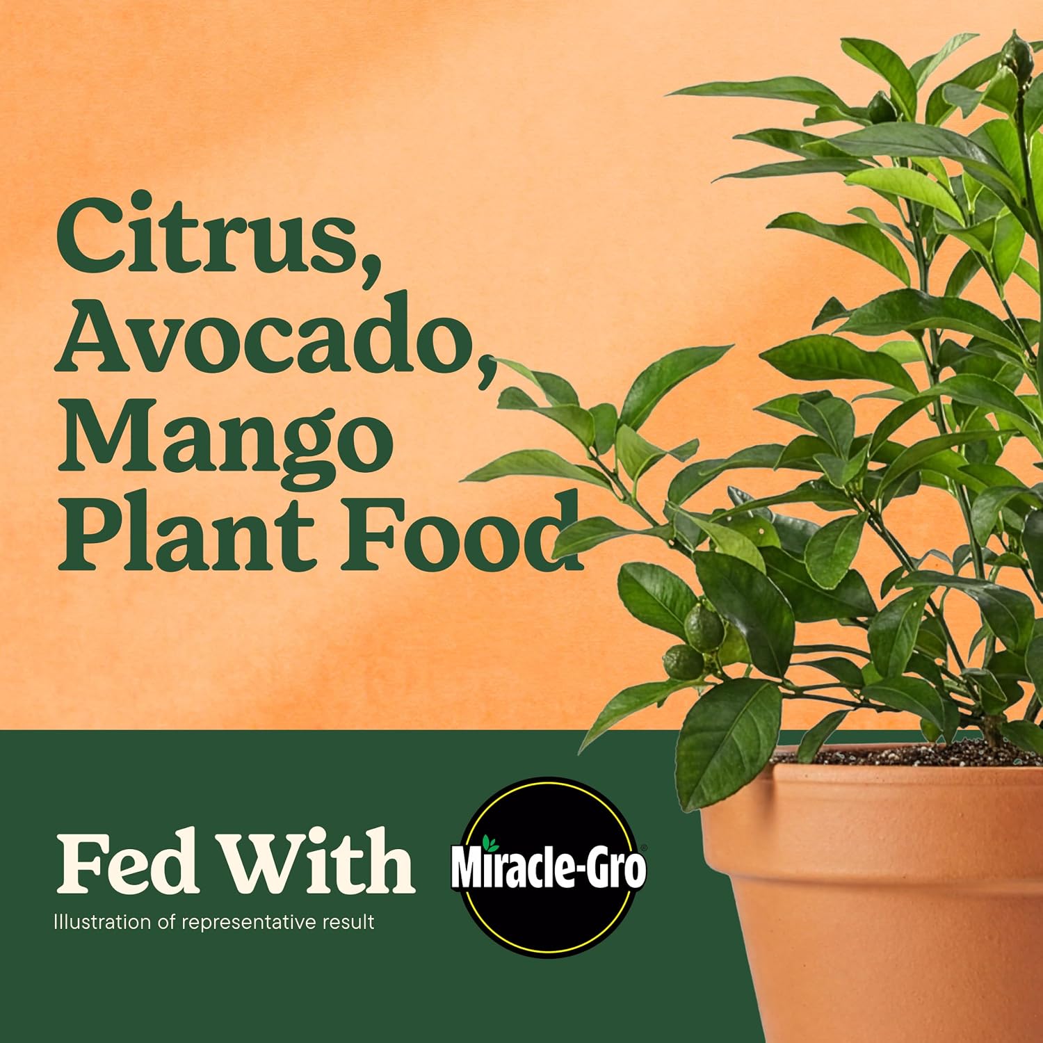 Detalle de Miracle-Gro 1048291 Shake 'N Feed Citrus, Avocado & Mango Fertilizer, 4.5 lb