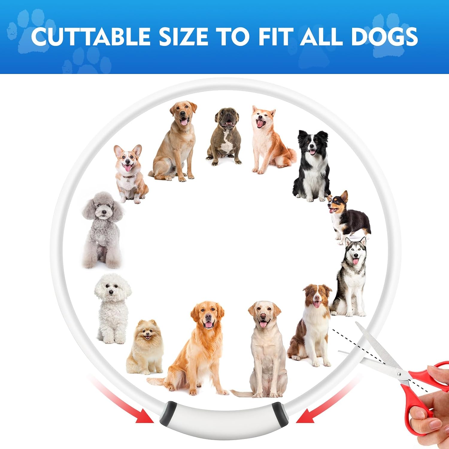 Thumbnail 6 de NOVKIN Lighted Dog Collar