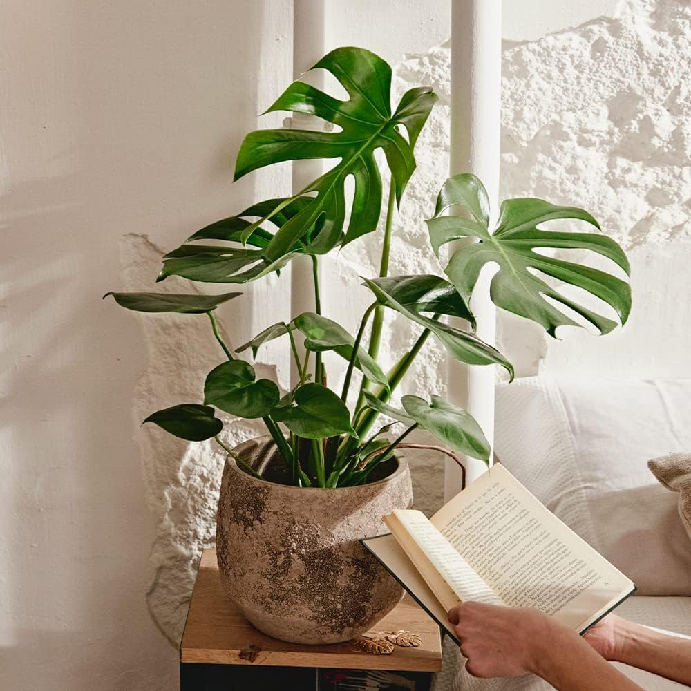 Thumbnail 4 de April Plants Monstera Deliciosa 55-65 cm 🪴 Costilla de Adán