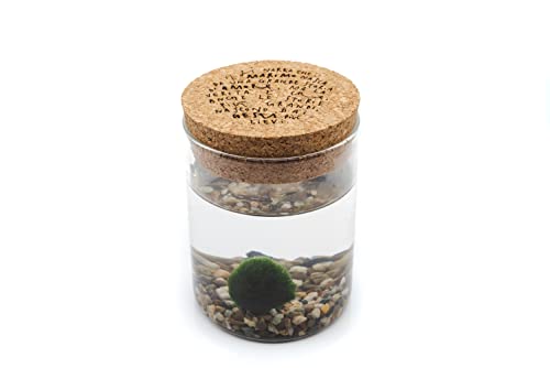 Detalle de KAKI La Felicità è nelle Piccole Cose: Marimo Singolo in Vaso di Vetri with Tappo in Sughero (Diametro 8 cm, Altezza 11 cm)