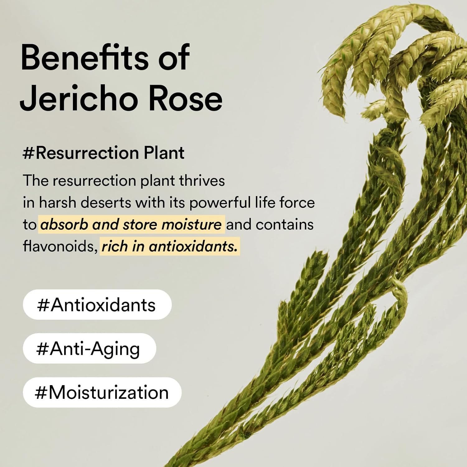 Thumbnail 5 de Abib Crema Contorno Occhi al Collagene Jericho Rose: sollievo per occhiaie e borse