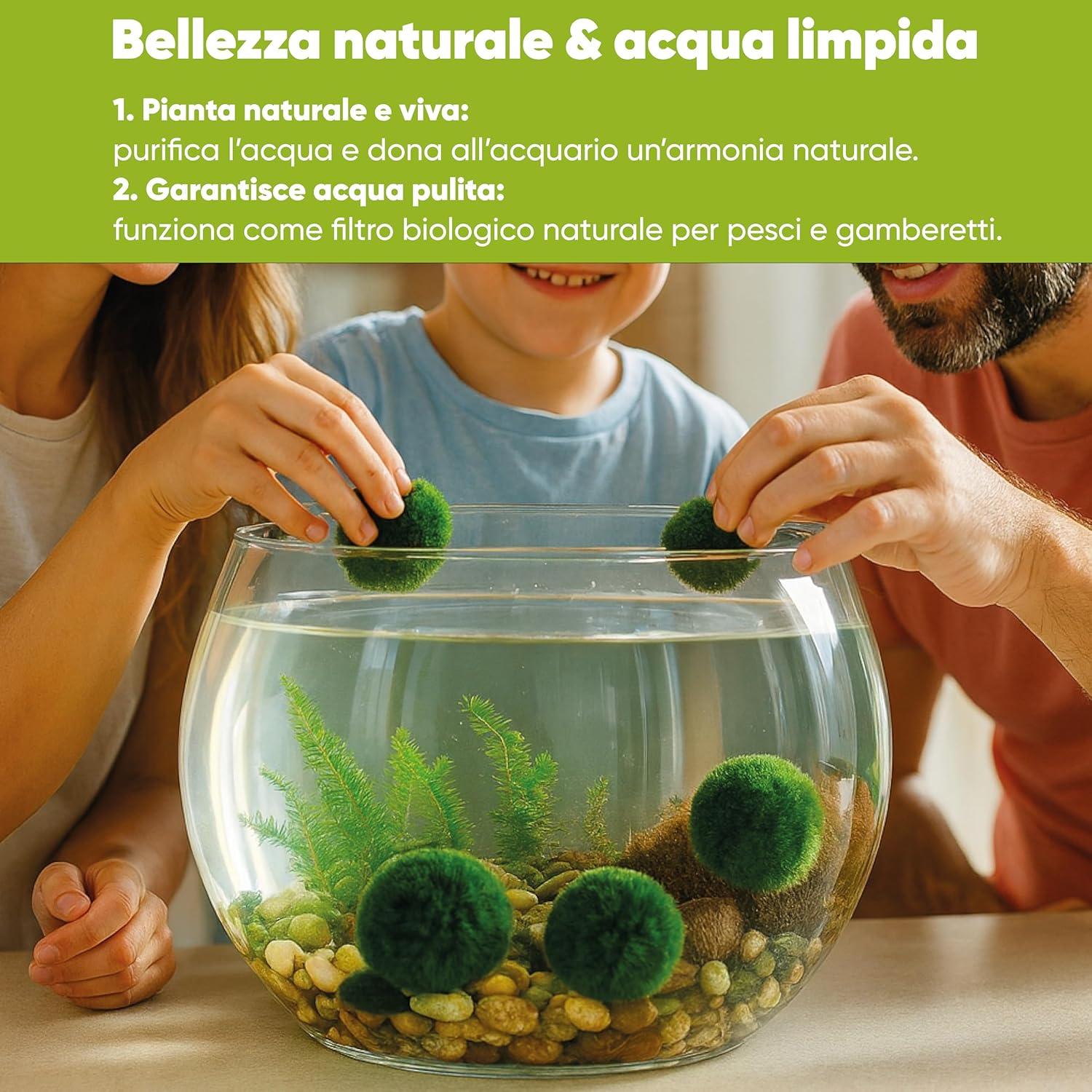 Detalle de AquaBreedingSkill Set di 3 Marimo vivi 4–5 cm: piante vere per acquario dolce