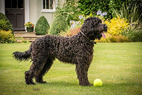 Detalle de Petface Super Tennis Balls For Dogs – Pack of 12