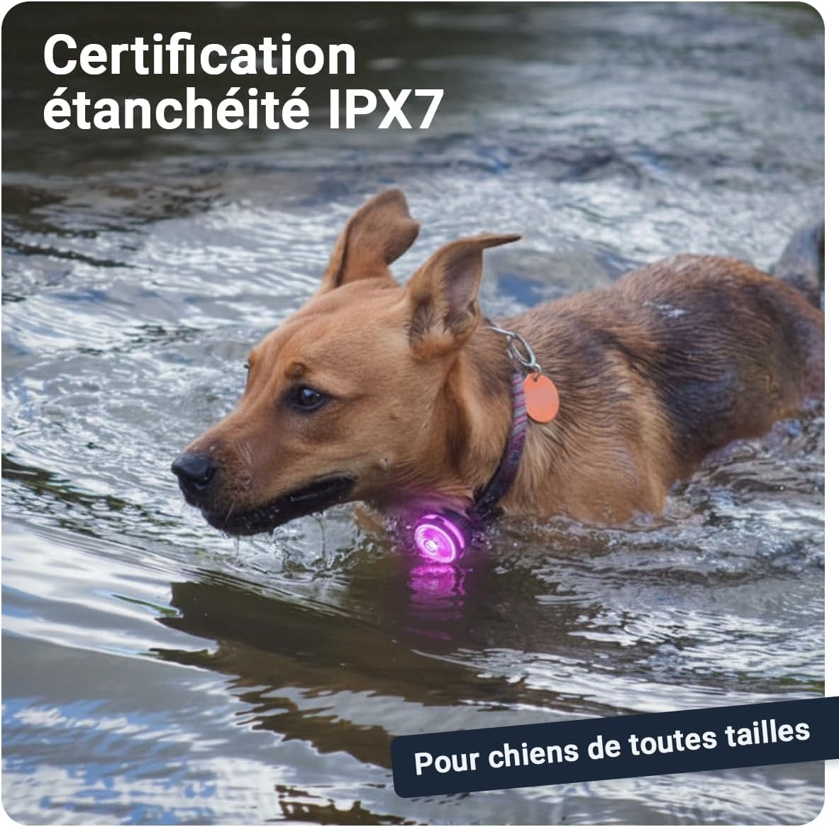 Thumbnail 2 de PAJ Light Mini : collier LED miniature étanche pour chiens et chats