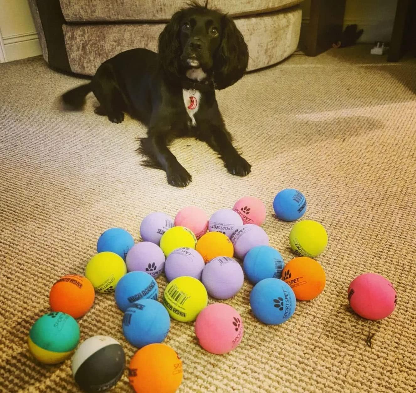 Detalle 2 de SPORTSPET High Bounce Dog Balls 60mm pack
