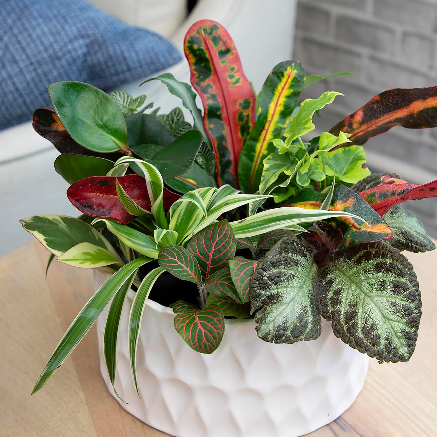 Detalle 2 de Altman Plants Indoor Houseplants, 12-pack