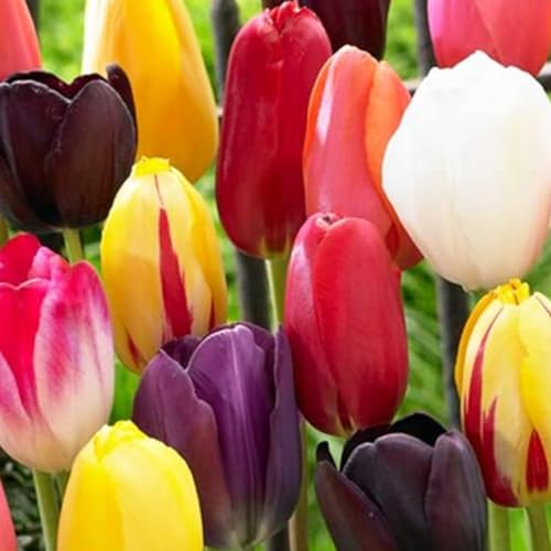 Thumbnail 1 de Tulipanes Riesen Darwin 25 bulbos