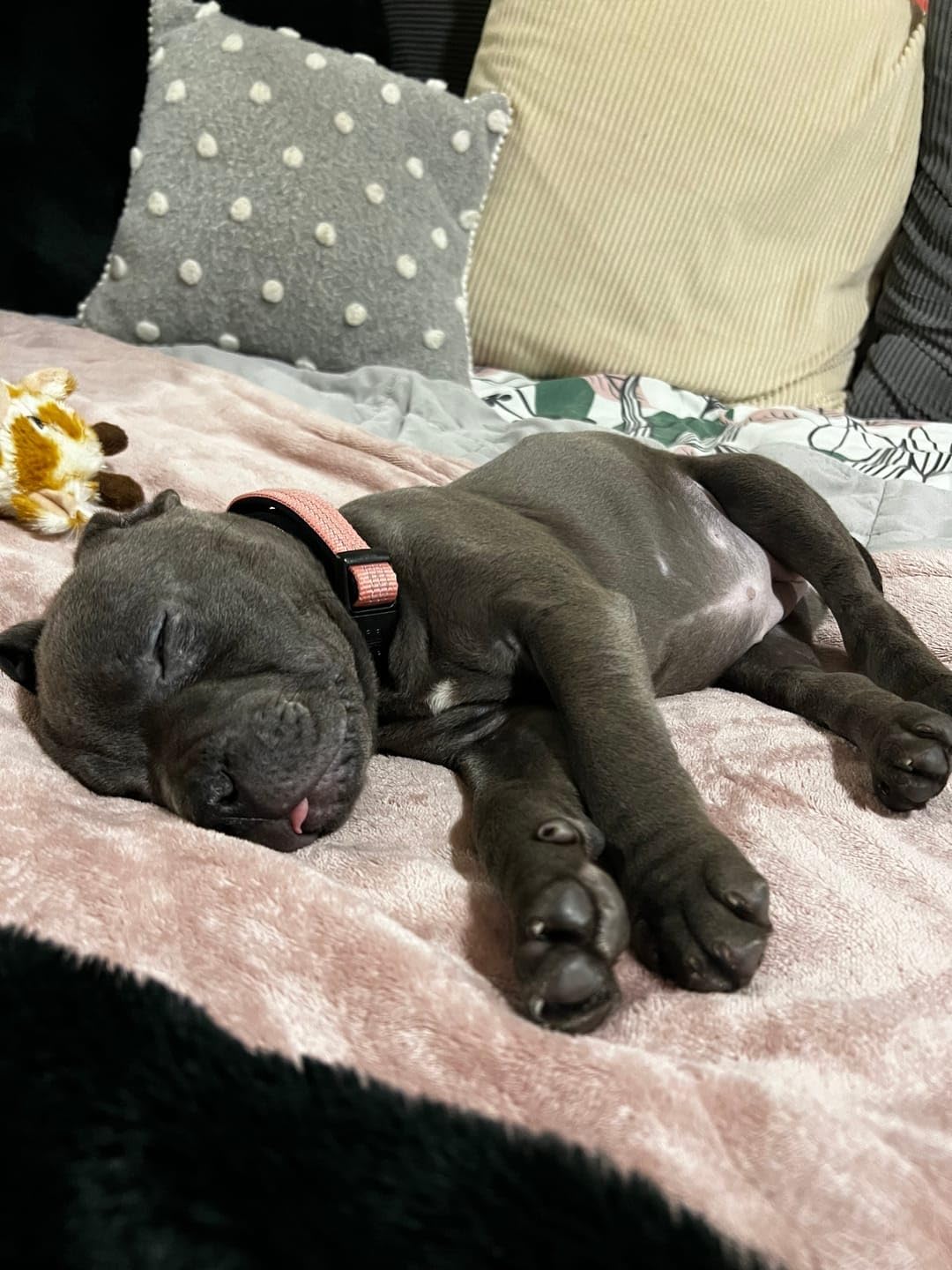 Thumbnail 1 de Active Casual Dog Collar in Cotton & Mesh Design (Orange, Large) — Lightweight and Adjustable