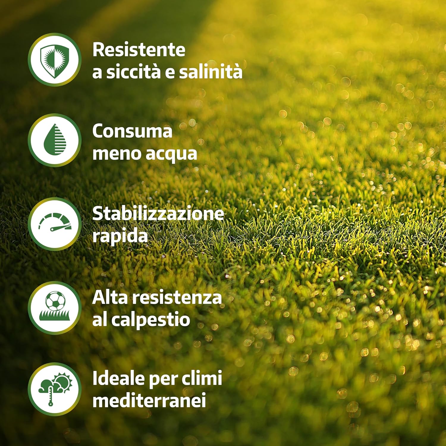Thumbnail 1 de LERAVA Semi Gramigna per Prato (1 kg) – Copertura 100 m², resistente alla siccità