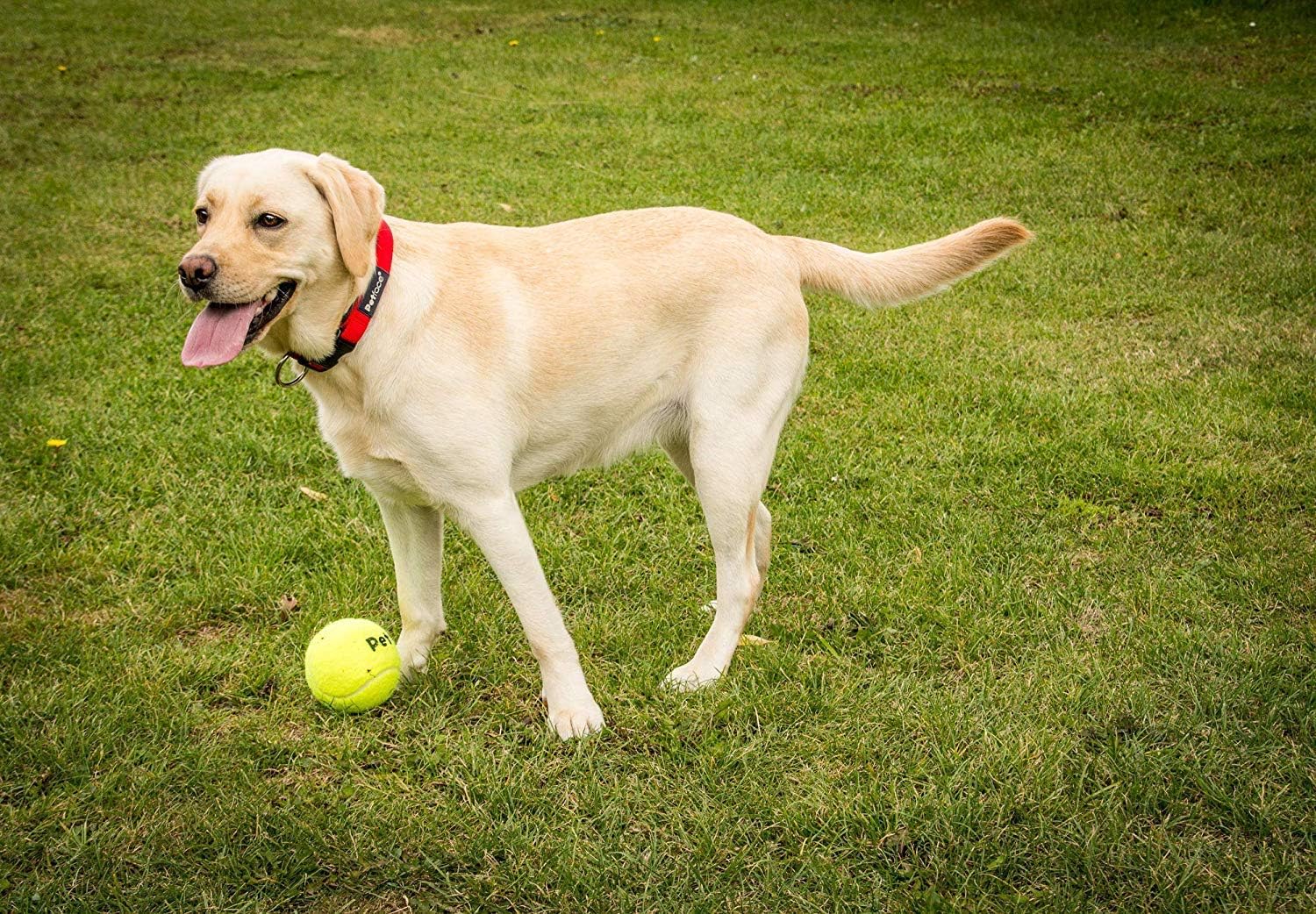 Detalle de Petface Super Tennis Balls For Dogs – Pack of 12