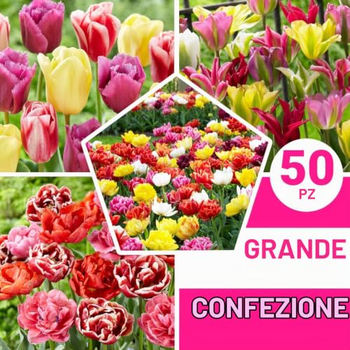 Detalle 2 de DUTCH BULBS EXCLUSIVE PLANTS FROM HOLLAND bulbi di tulipano, confezione da 50