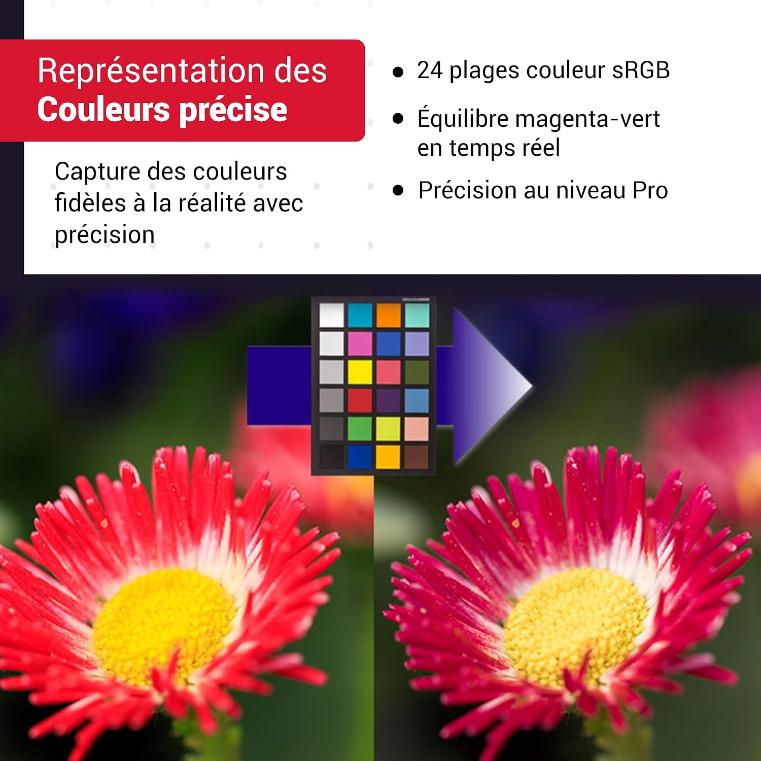 Detalle 2 de Datacolor SpyderCheckr24 – Carte couleur pour calibrage photo avec 24 patchs couleur (Noir)