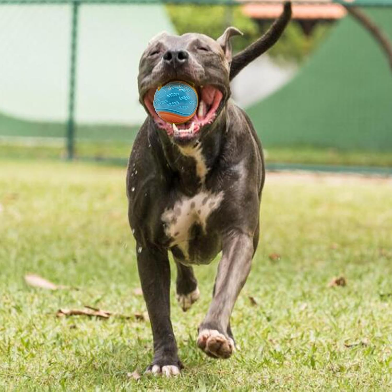 Thumbnail 3 de Irunfast 6Pcs Dog Balls 6.5cm Interactive Squeaky Pack