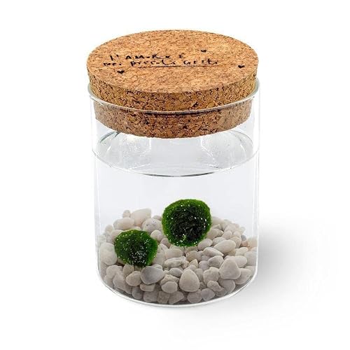 Detalle de KAKI Marimo in Vaso: felicità nelle piccole cose, vetro con tappo in sughero