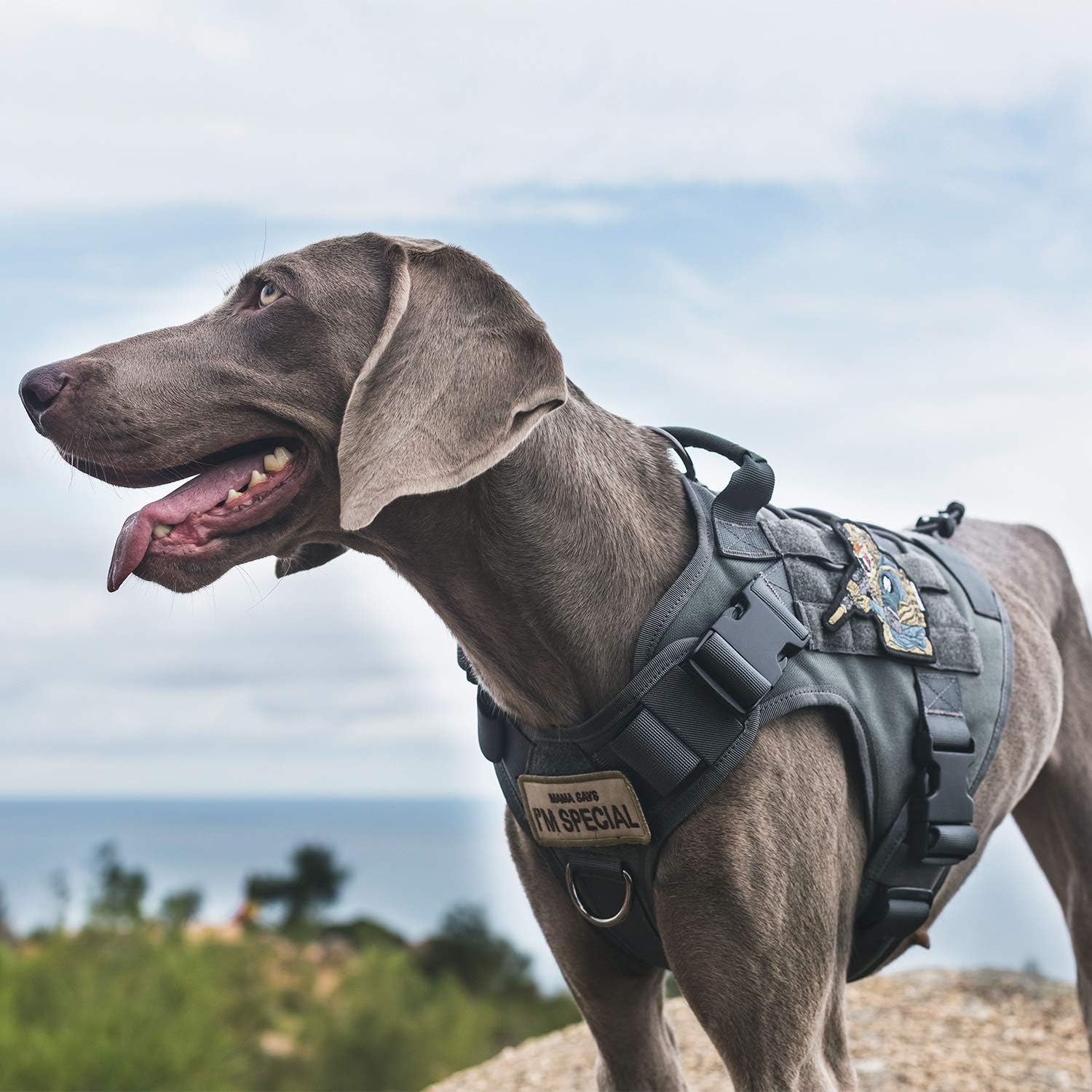 Thumbnail 3 de OneTigris Fire Watch : Harnais Tactique pour Chien – Gris, Taille M, poignée et 2 Anneaux en D