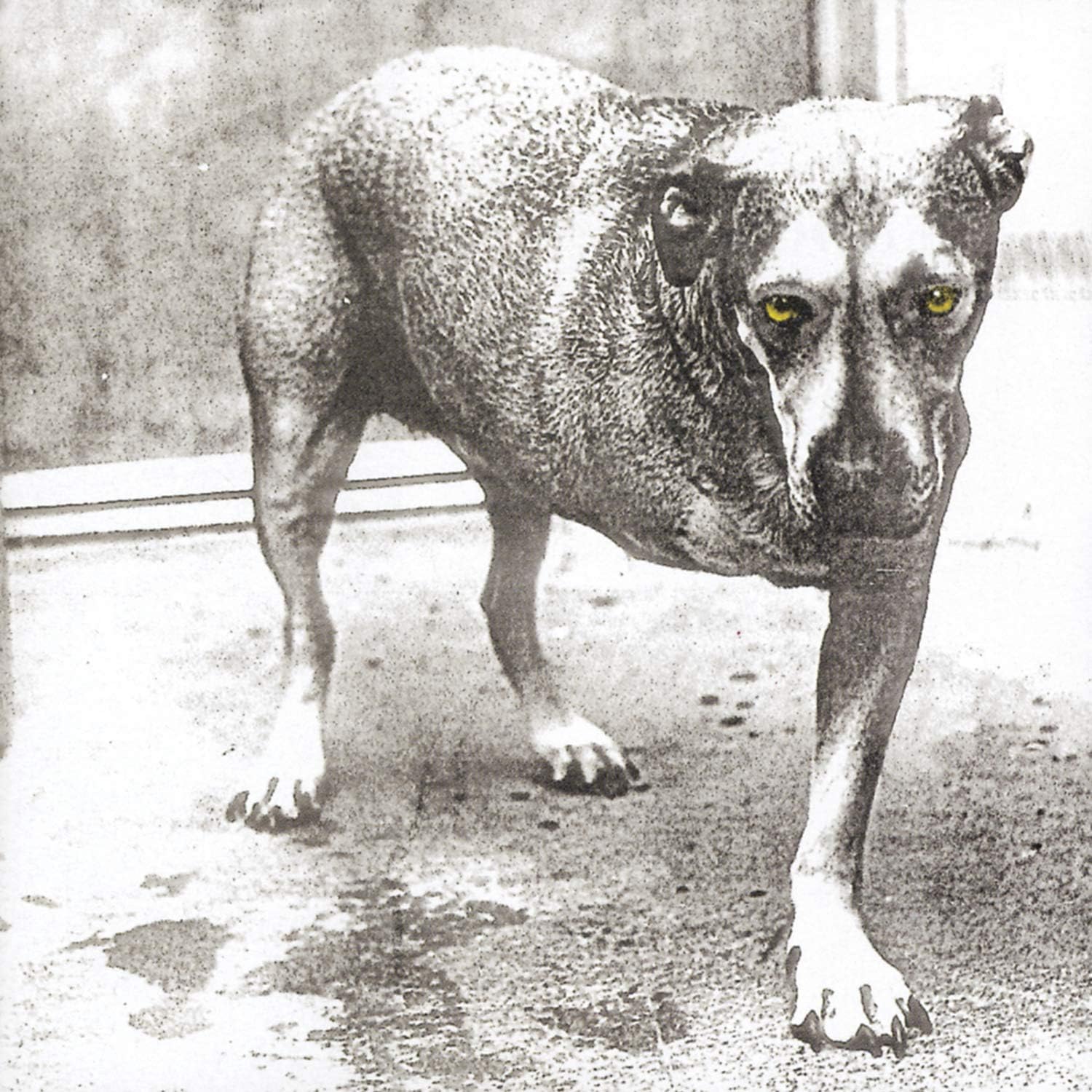 Thumbnail 1 de COLUMBIA/LEGACY Alice In Chains Vinyl Album with Dark Grunge Sound