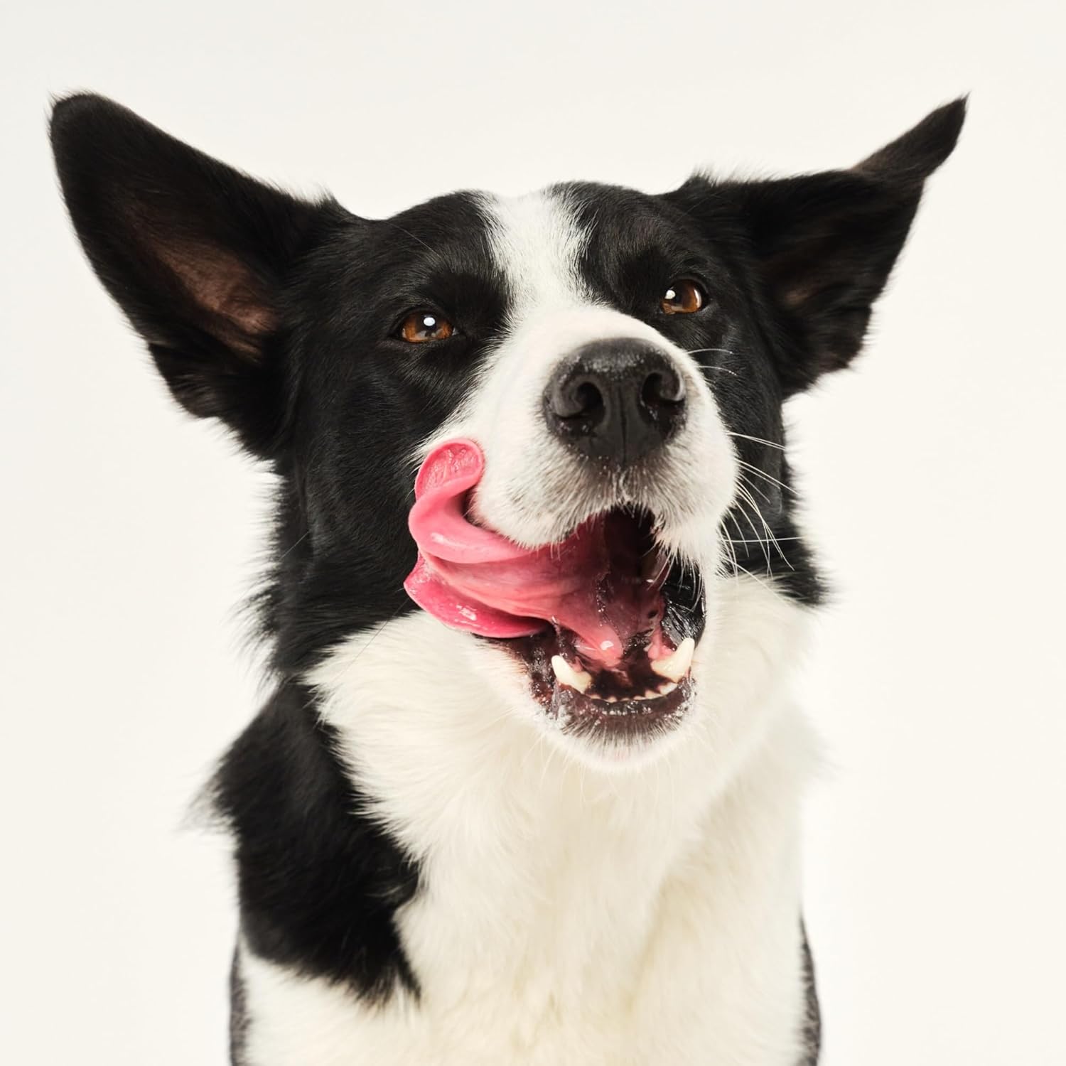 Thumbnail 6 de Tangle Teezer Piccolo Pet Teezer: spazzola zoom per cani di taglia piccola