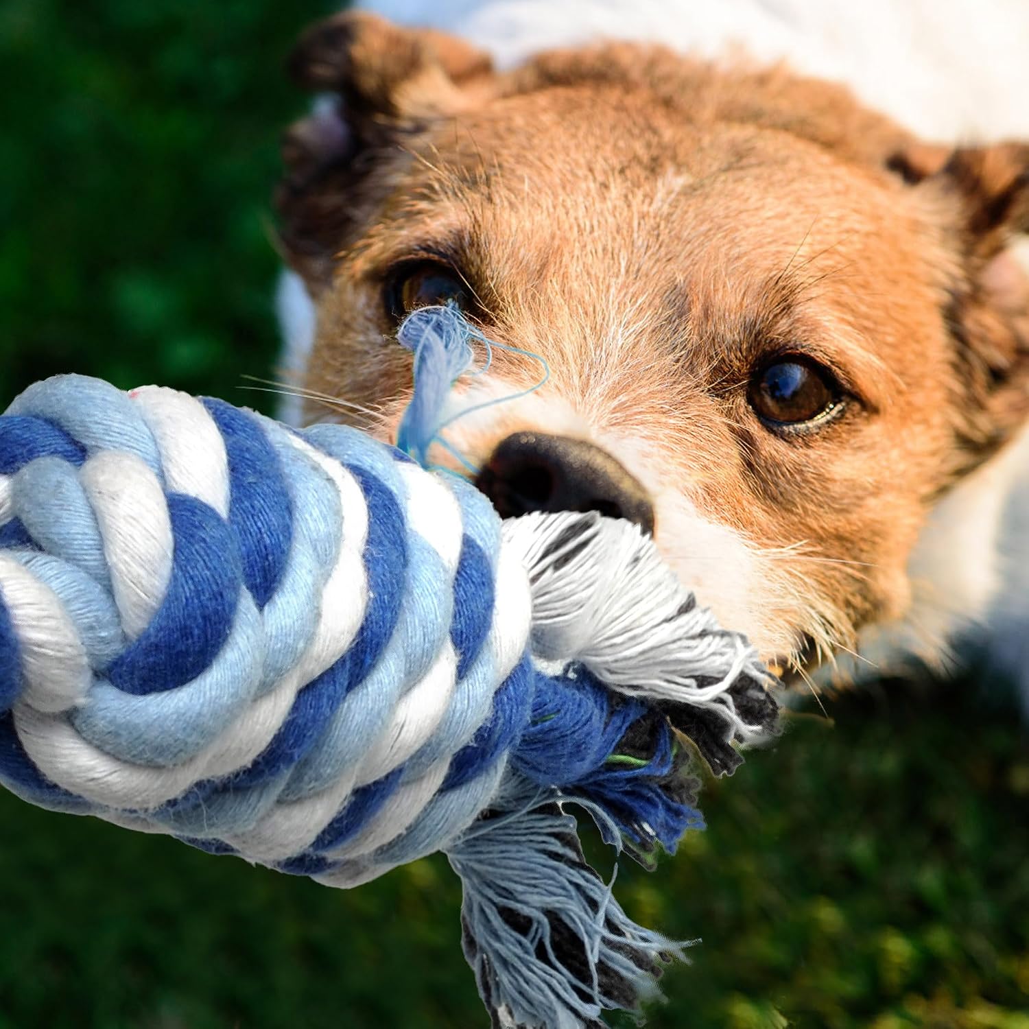 Detalle de Fida 4 Pack Dog Toys for Small Dogs