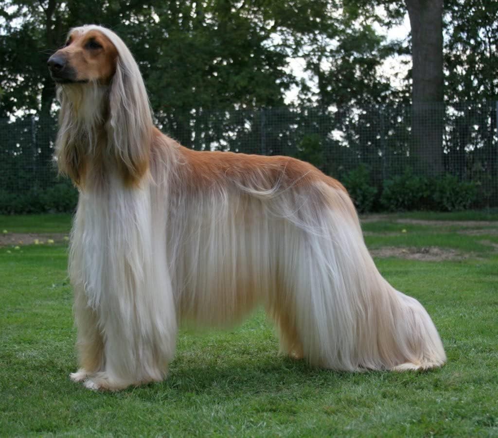 Detalle de Espree Natürliches seidiges Hunde Shampoo 355ml – Duft von beruhigenden Wassern